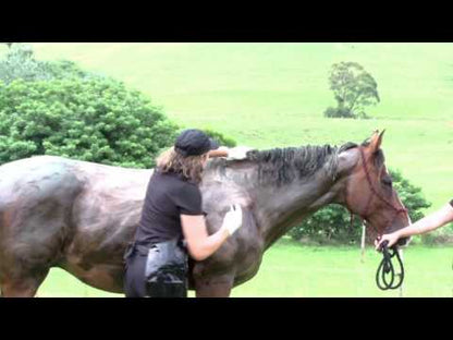 Horse Show Colour Dye Kit Pony up to 14hh